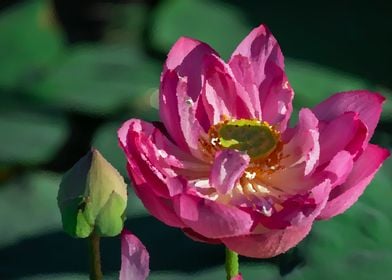 lotus