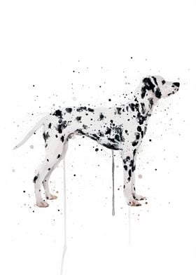  Dalmation Dog