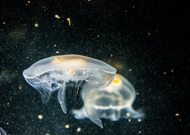 Unique Jellyfish