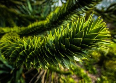 Pine Tree Branch Vibrant