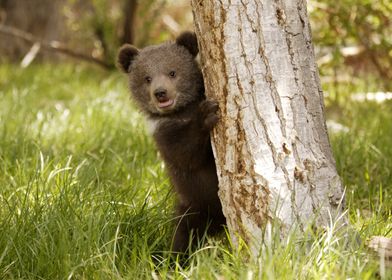 Cute Baby Grizzly Bear Cub