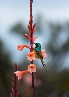 Sitting on a flower