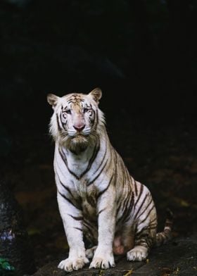 White Tiger