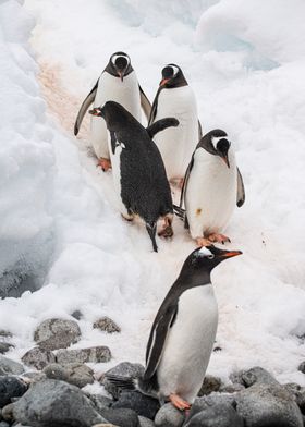 Penguin cohabitation