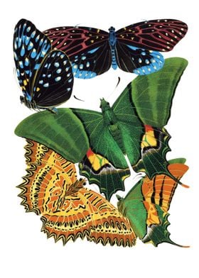 01 Vintage Papillons