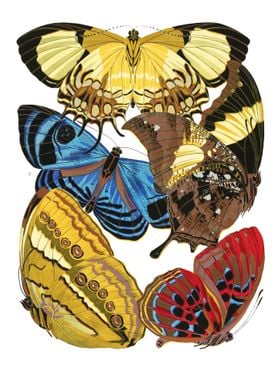 05 Vintage Papillons
