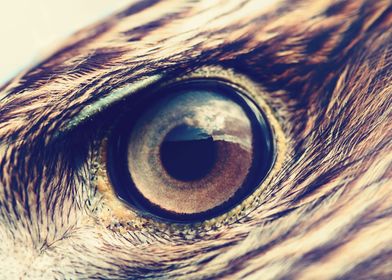 Brown Eagle Eye