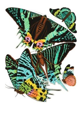 03 Vintage Papillons