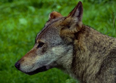 Wolf Close Up Photography