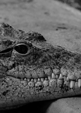 Crocodile Eye Close Up