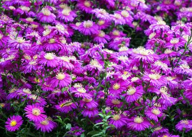 asters purple flowers