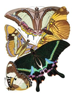 02 Vintage Papillons
