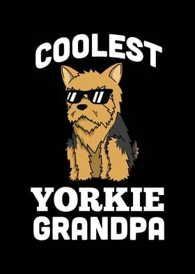 Yorkshire Terrier Grandpa 