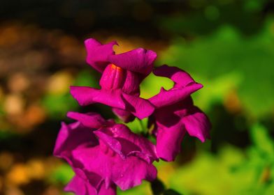 Close-up Snapdragon