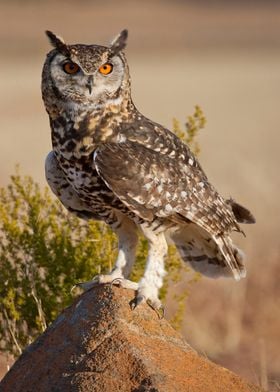 Brown White Cape Eagle Owl