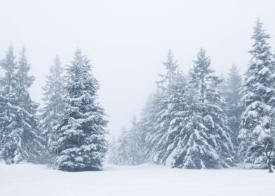 Winter Snow Landscape Ice