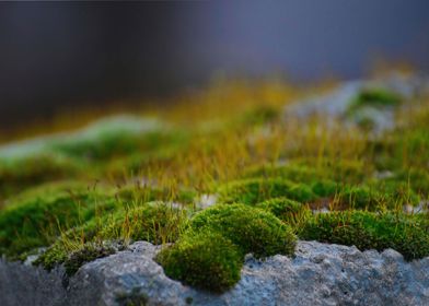 Mossy Stone Displate