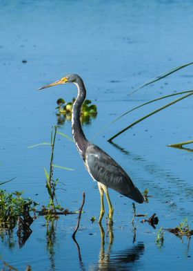 Heron Bird Photography