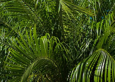 Vibrant Palm Tree Leaves