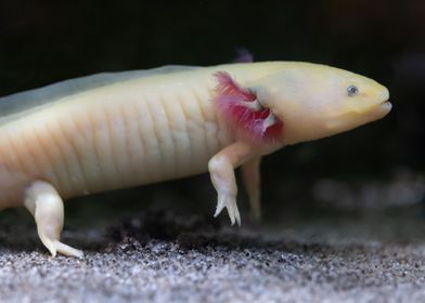 Axolotl Salamander