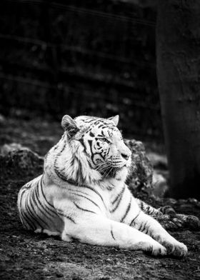 White Tiger