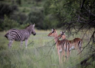 Antelopes and Zebra 