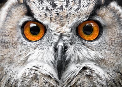 Orange Yellow Owl Eyes