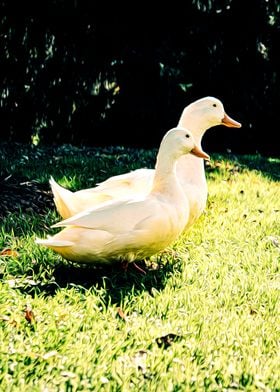 Duck