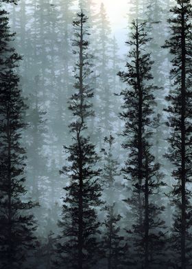 Foggy pine trees forest 