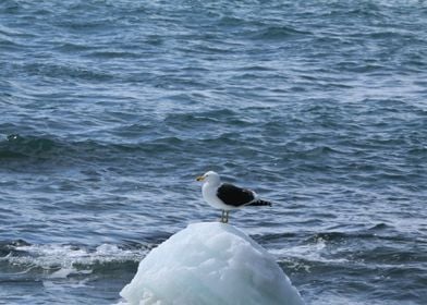 Wandering Albatross