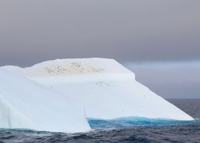 Penguins on Iceberg