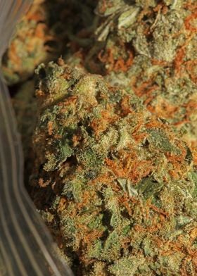 Medical marihuana close up