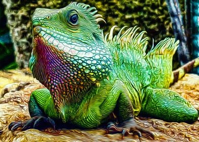 Iguana