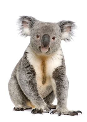 Koala