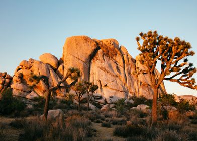 Joshua Tree National Park