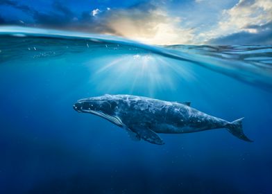 Dreamy Blue Whale Ocean