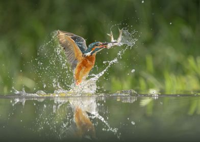 Kingfisher Bird With Fish