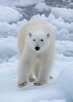 Wild polar bear