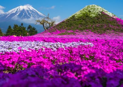 Mount Fuji