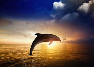 Sunset Ocean Dolphin
