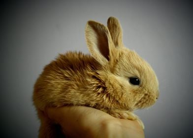 cute rabbit