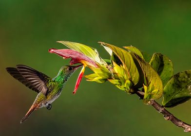 Rufous Tailed Hummingbird 