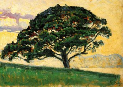 the bonaventure pine 1893