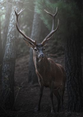 Deer