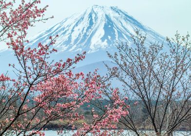 Mount Fuji