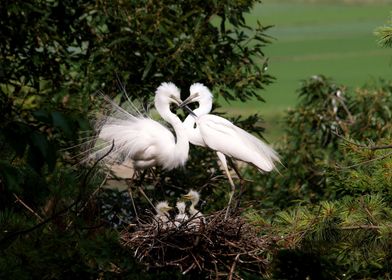 big family of birds