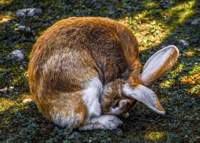 cute rabbit