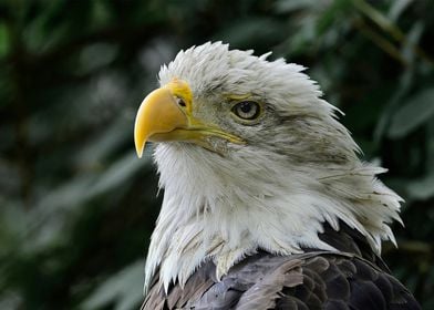 bald eagle