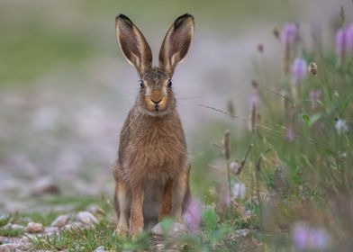 cute rabbit