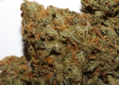 Medical marihuana close up